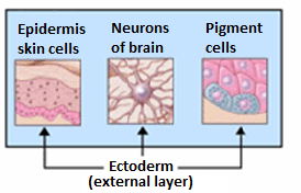 Ectoderm - Wikipedia