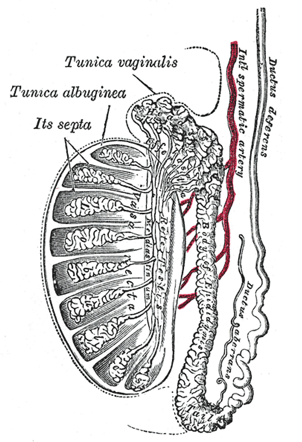 Vas deferens - Wikipedia