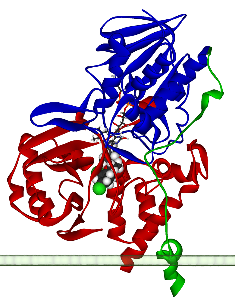 Monoamine oxidase - Wikipedia