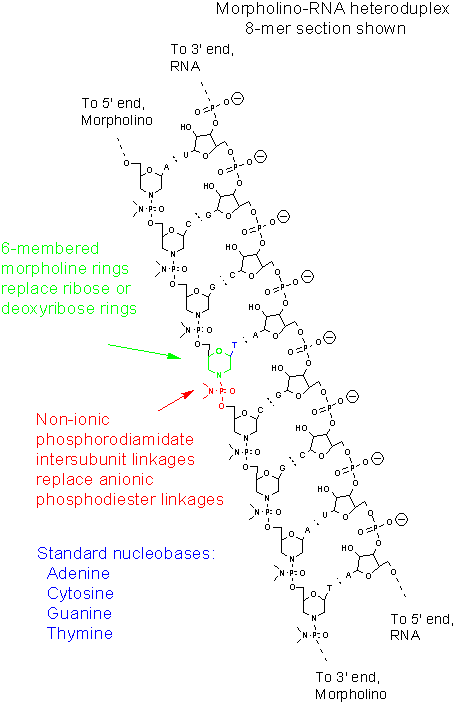 Morpholino - Wikipedia