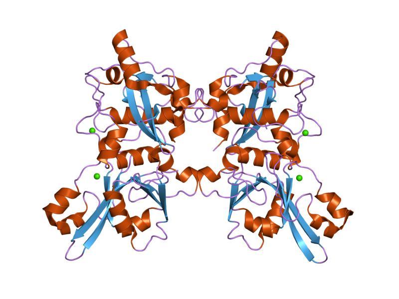 Calpain - Wikipedia