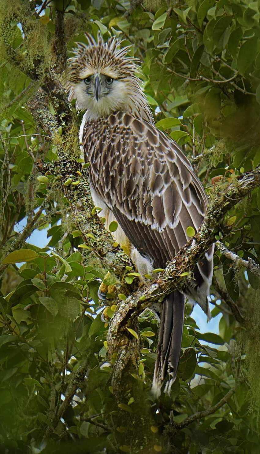 Philippine eagle - Wikipedia