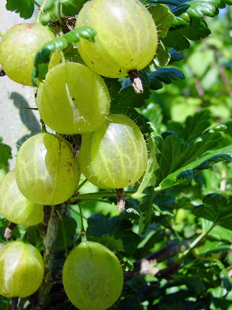 Gooseberry - Wikipedia