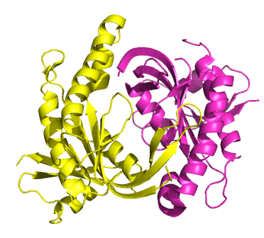 Guanylate cyclase - Wikipedia