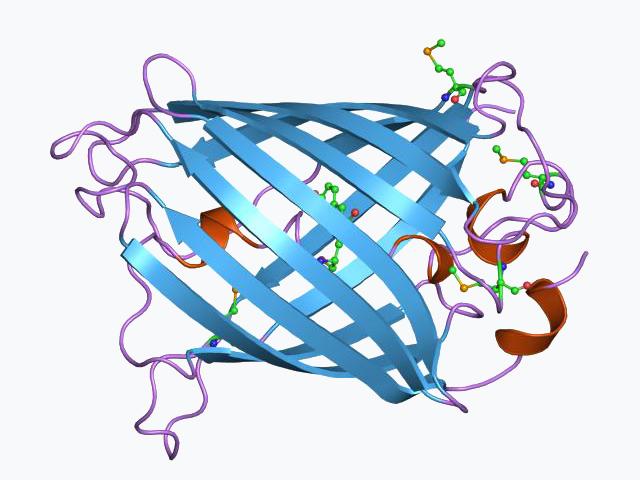 Green fluorescent protein - Wikipedia