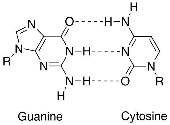 Complementarity (molecular biology) - Wikipedia