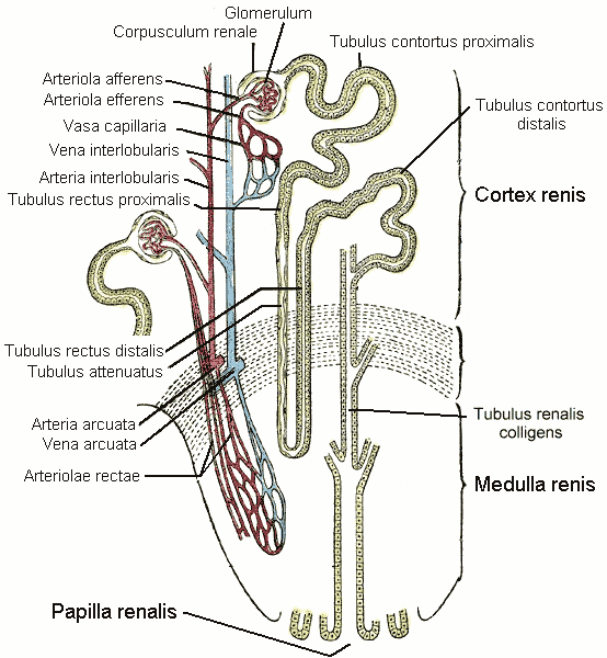 Distal convoluted tubule - Wikipedia