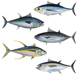 Tuna - Wikipedia