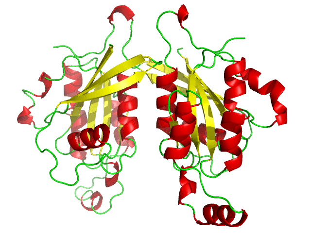 CDC42 - Wikipedia