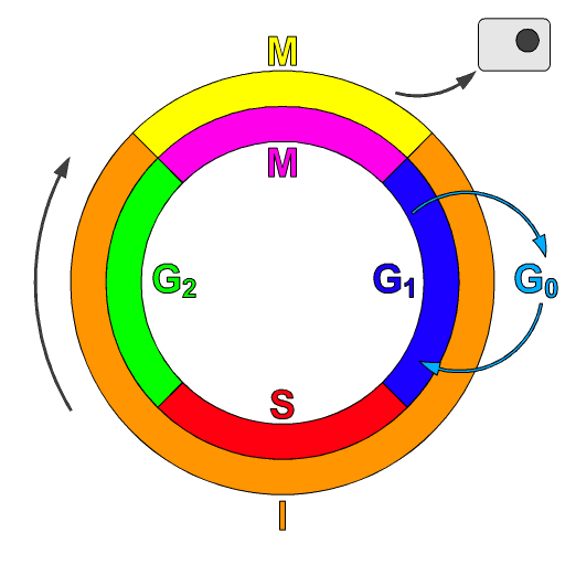 Kinase dépendante des cyclines — Wikipédia