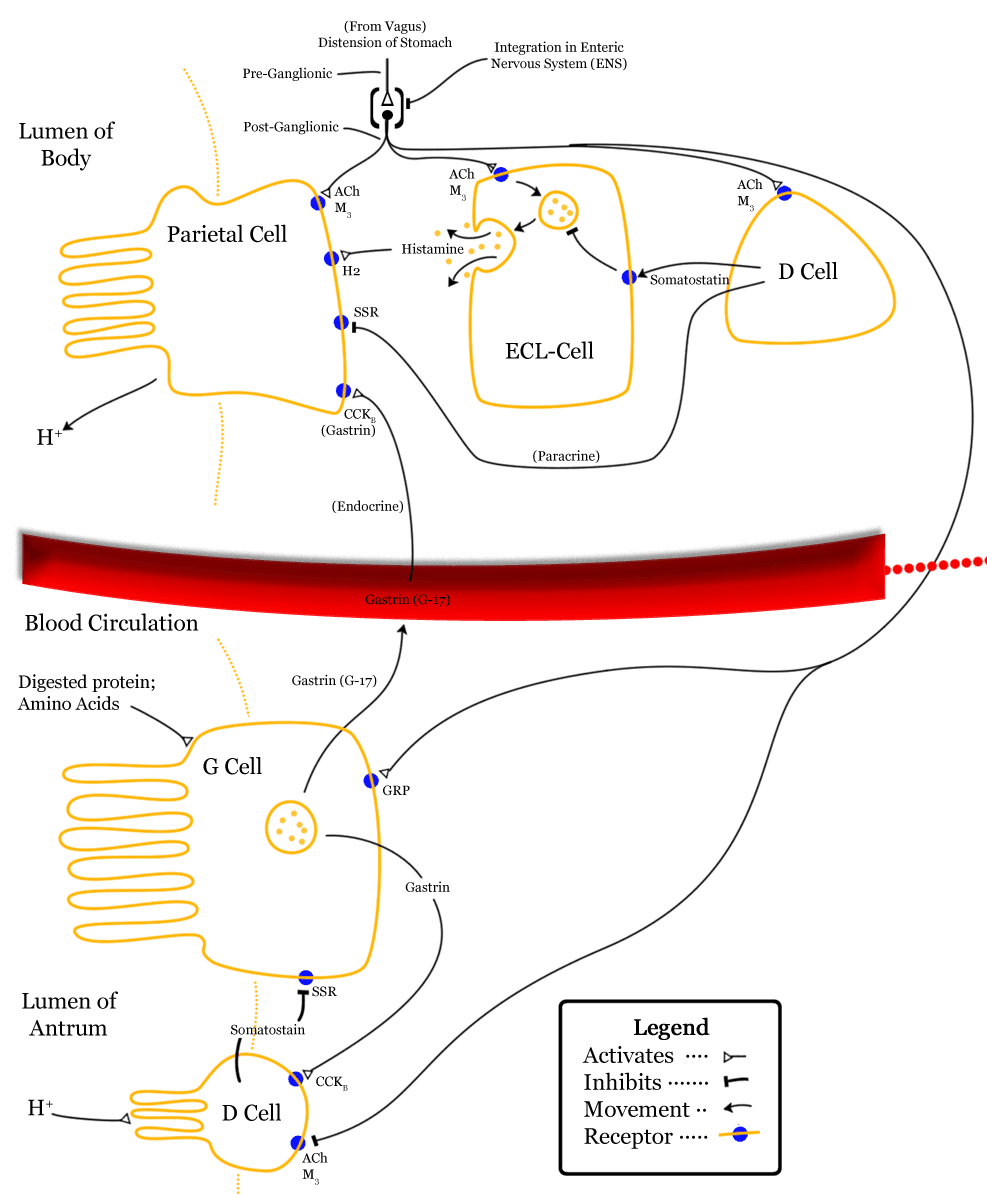 Cholécystokinine — Wikipédia