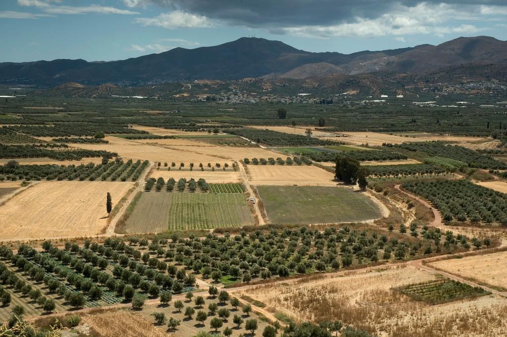 Agriculture en Grèce — Wikipédia