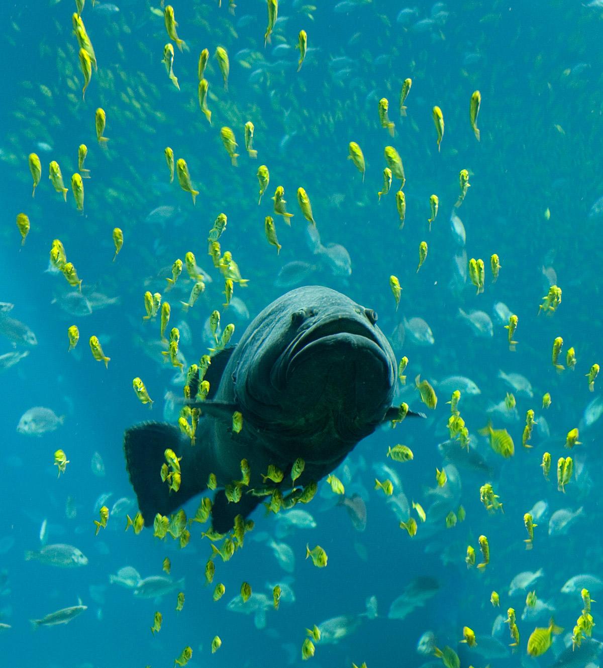 Poisson — Wikipédia