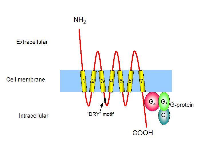 Chemokine receptor - Wikipedia