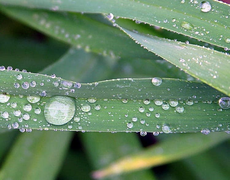 Rosée — Wikipédia