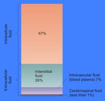 Extracellular fluid - Wikipedia