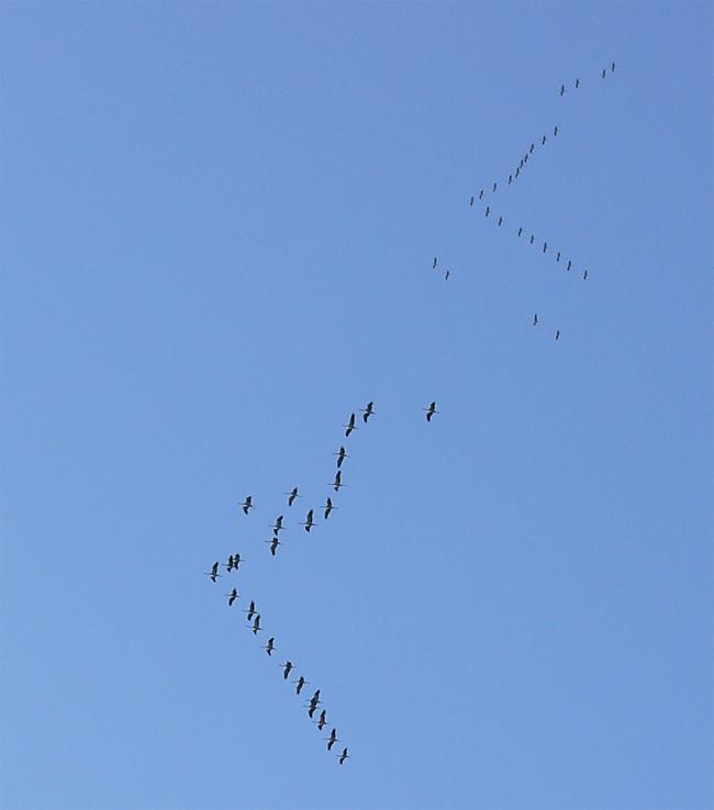 Flocking - Wikipedia