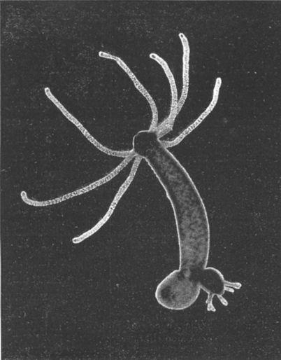 Hydra (genus) - Wikipedia