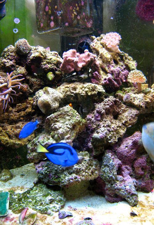 Marine aquarium - Wikipedia