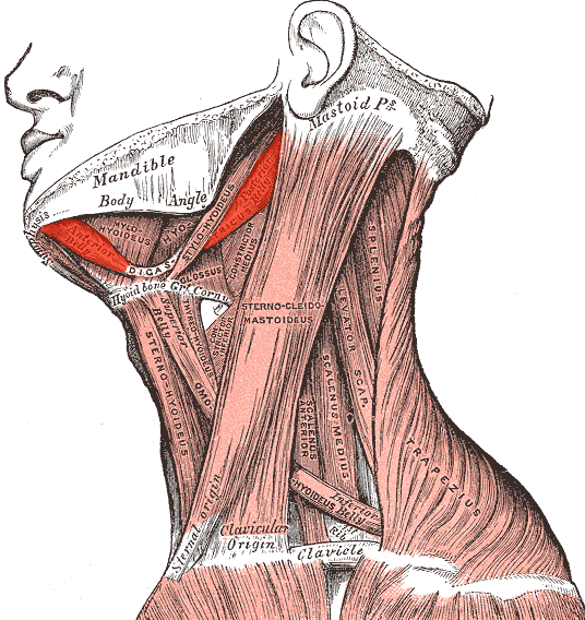 Digastric muscle - Wikipedia