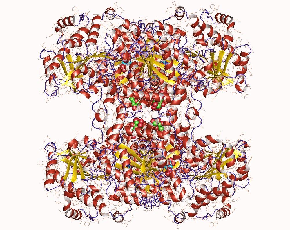 Glycogen synthase - Wikipedia