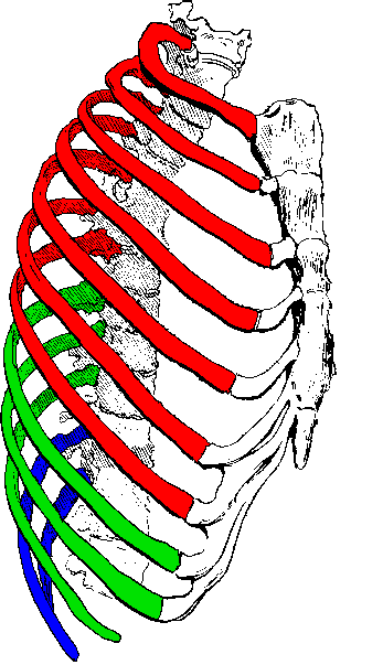 Côte (os) — Wikipédia