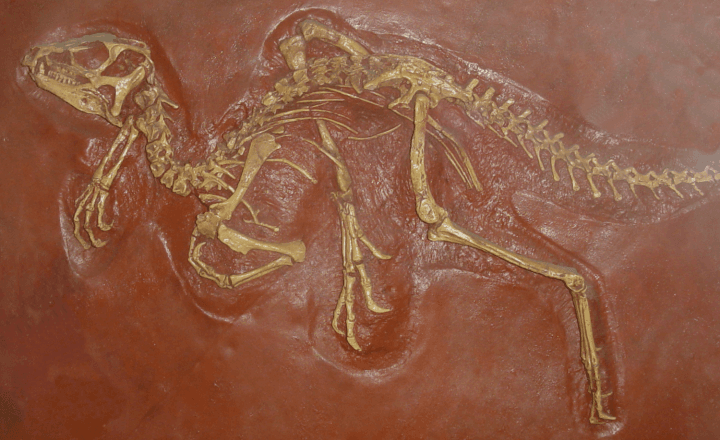 Heterodontosauridae — Wikipédia