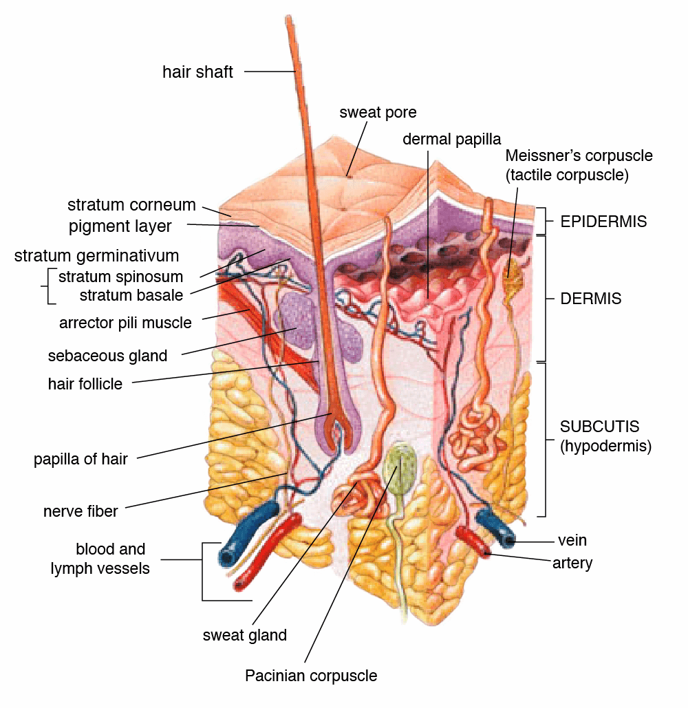 Peau humaine — Wikipédia