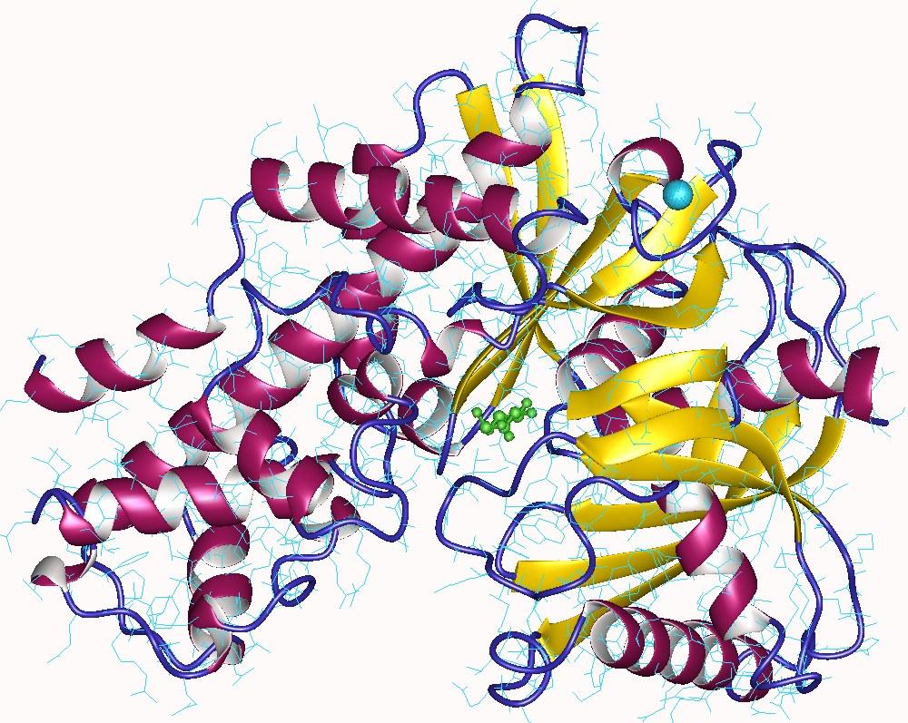 Glucokinase — Wikipédia