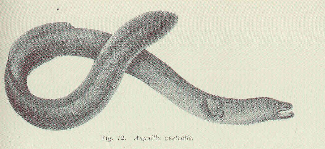 Short-finned eel - Wikipedia