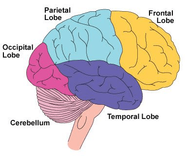 Frontal lobe disorder - Wikipedia