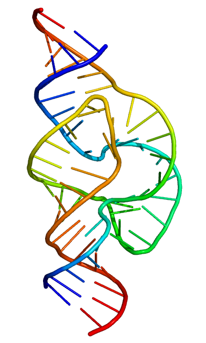 Ribozyme - Wikipedia