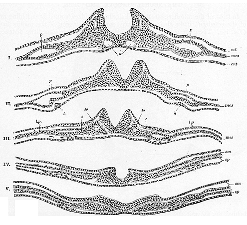 Splanchnopleuric mesenchyme - Wikipedia
