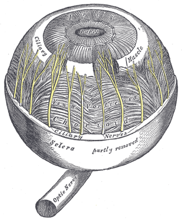 Muscle ciliaire — Wikipédia