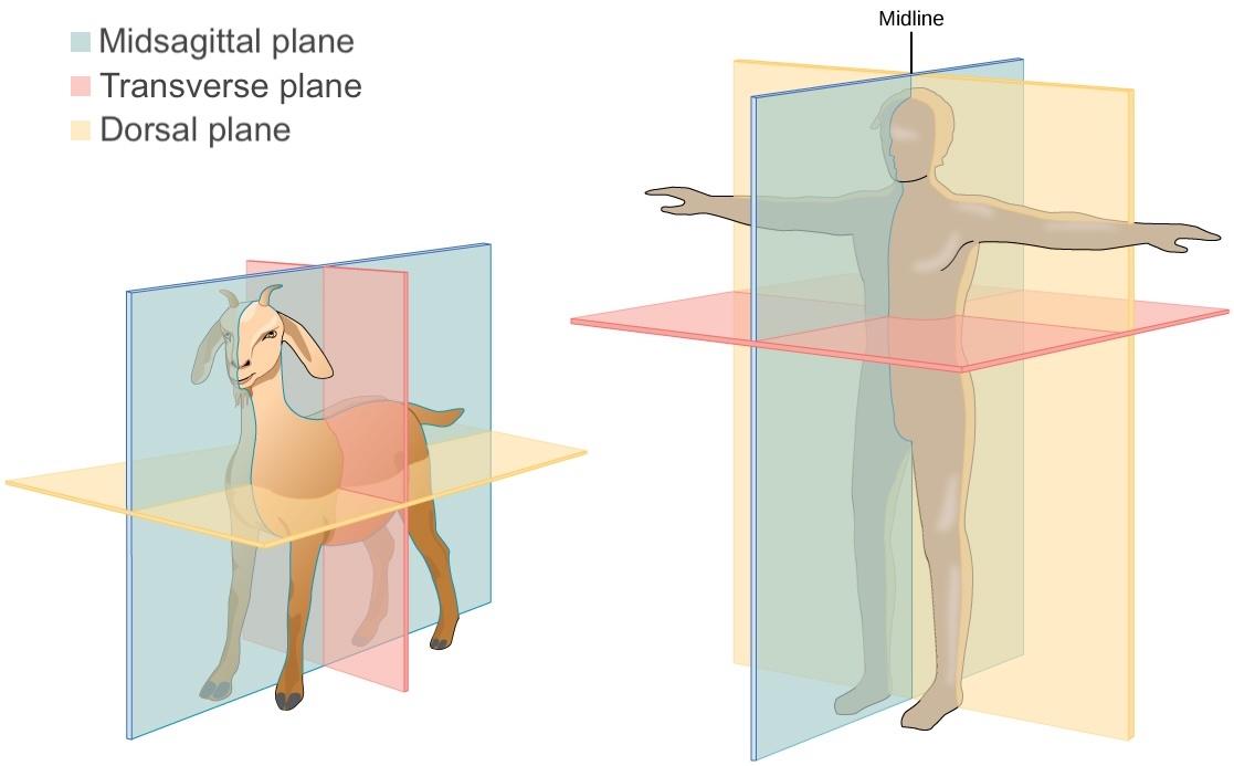 Sagittal plane - Wikipedia