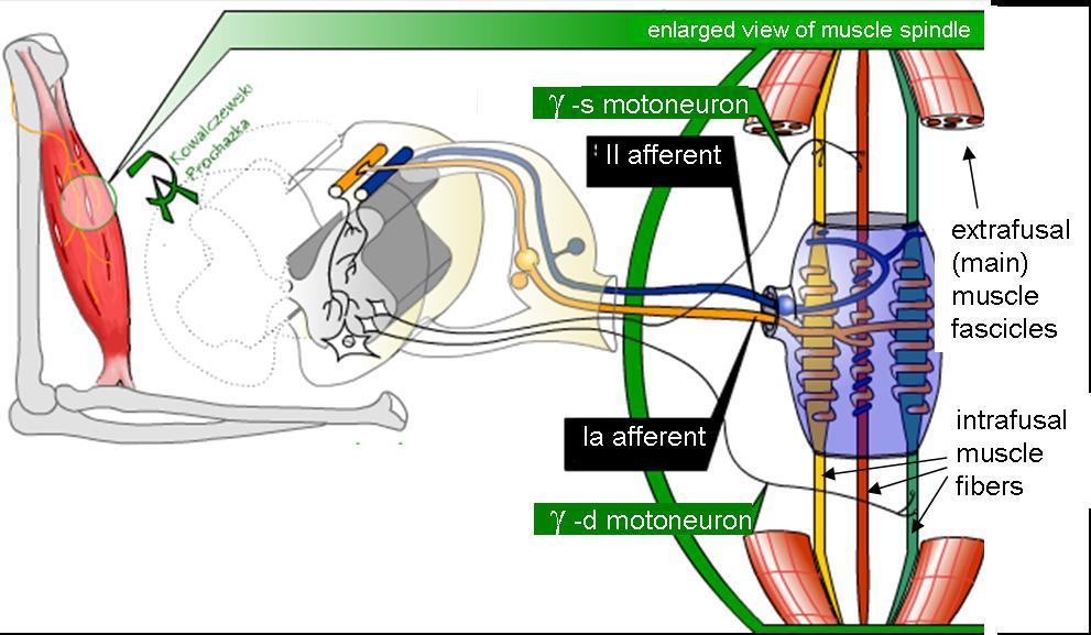 Muscle spindle - Wikipedia