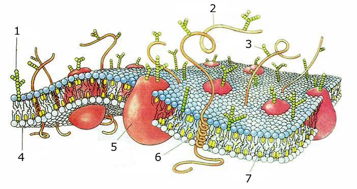 Membrane plasmique — Wikipédia