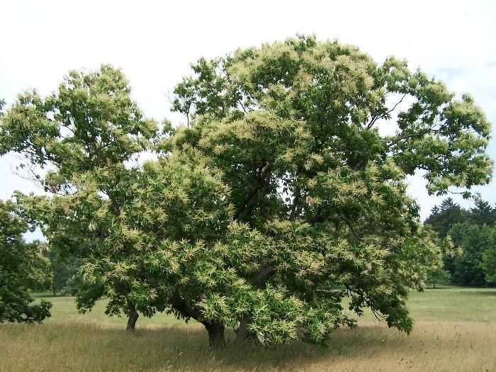 Châtaignier d'Amérique — Wikipédia