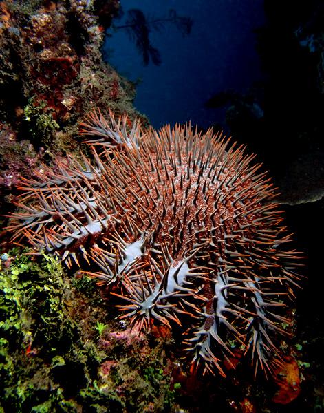 Acanthaster planci — Wikipédia