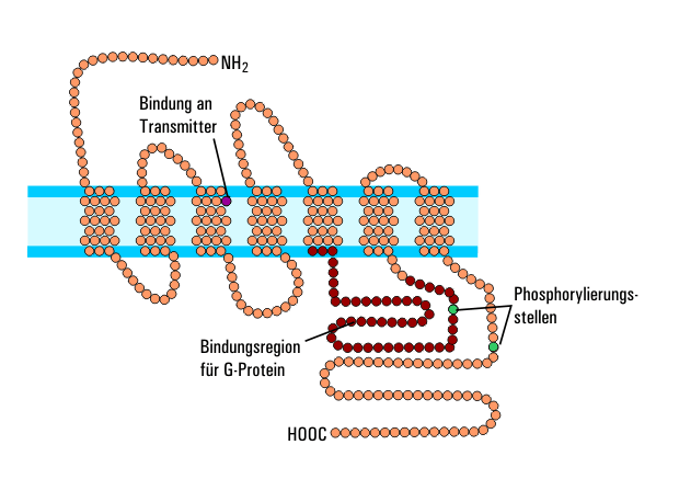 Récepteur muscarinique — Wikipédia