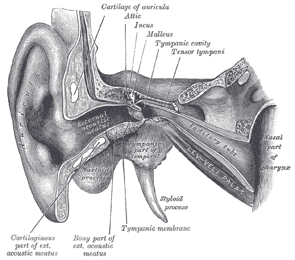 Eustachian tube - Wikipedia