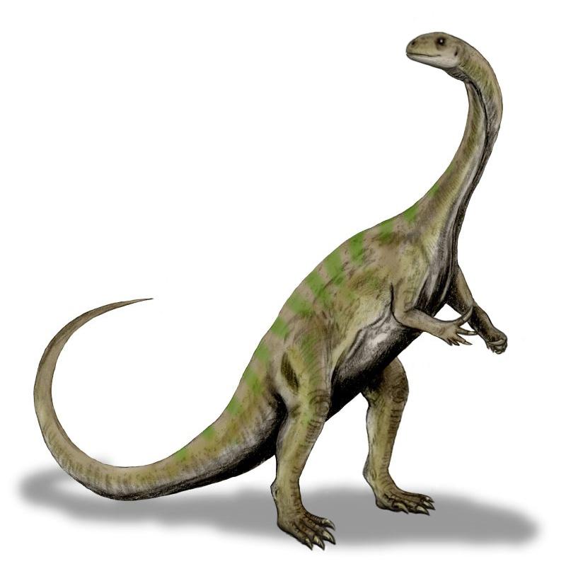 Massospondylus — Wikipédia