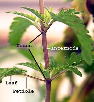 Plant stem - Wikipedia