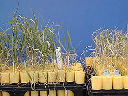 Plant breeding - Wikipedia