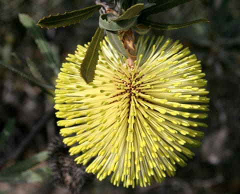 Banksia — Wikipédia