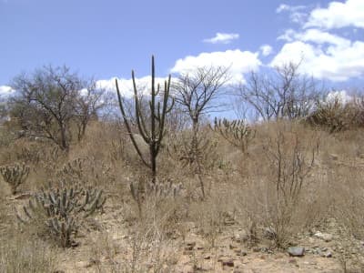 Caatinga - Wikipedia