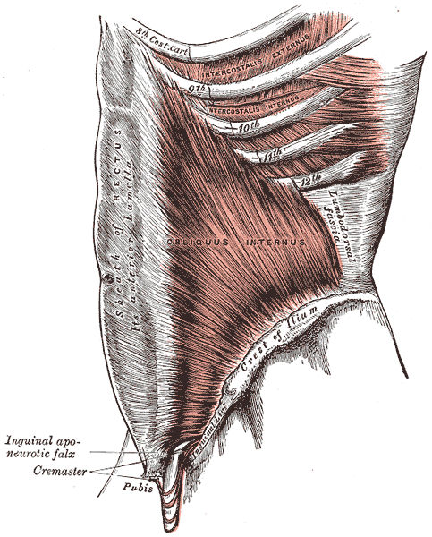 Fascia - Wikipedia