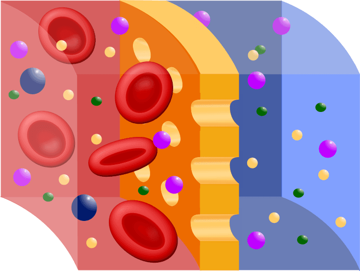 Membrane hémi-perméable — Wikipédia