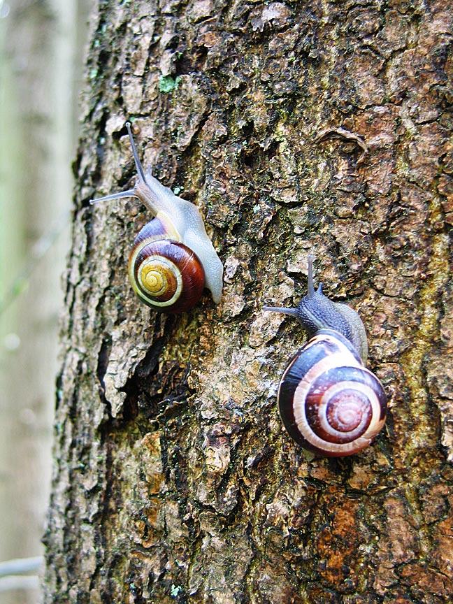 Escargot des bois — Wikipédia