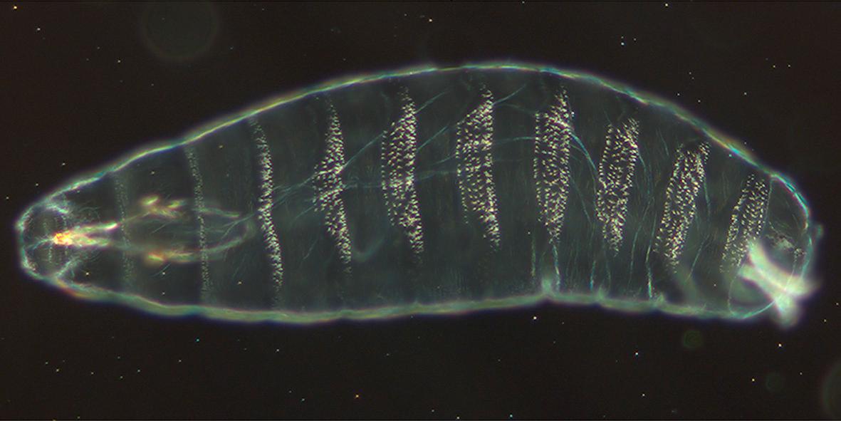 Drosophila embryogenesis - Wikipedia